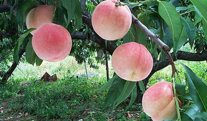 Chiaksan peach