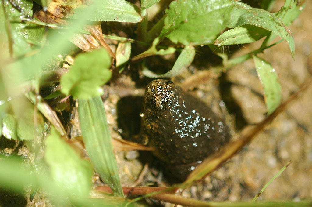 맹꽁이(쟁기발개구리)