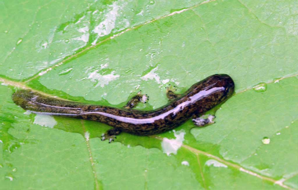 꼬리치레도롱뇽