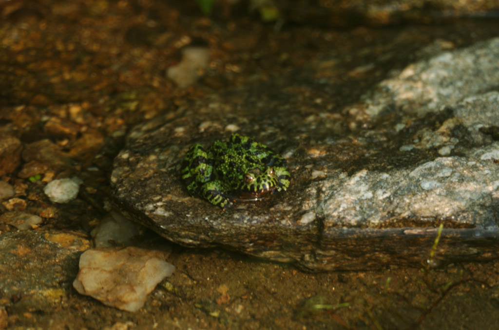 무당개구리(일명:고추개구리)