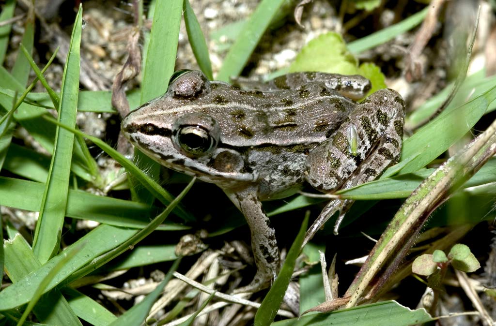 참개구리