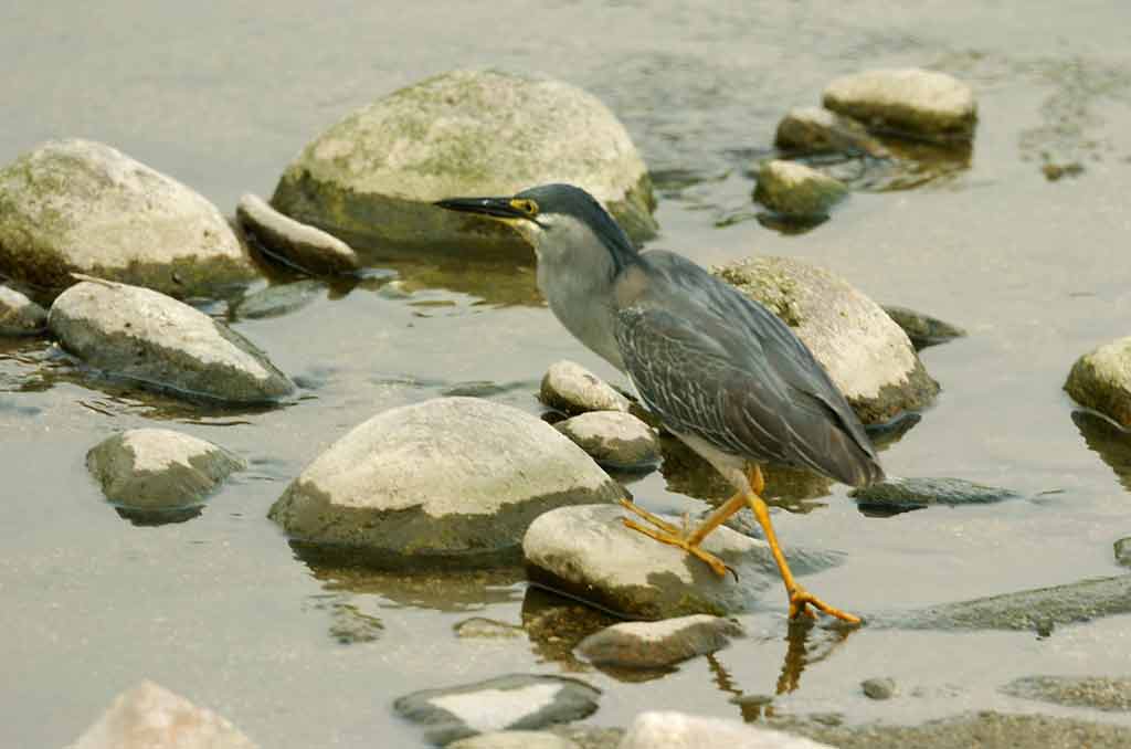 검은댕기해오라기