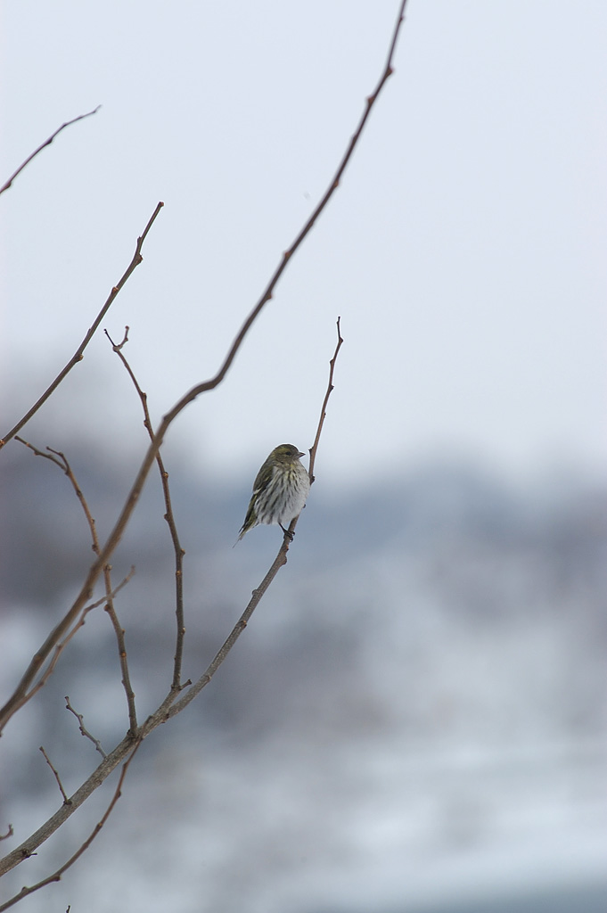 검은머리방울새