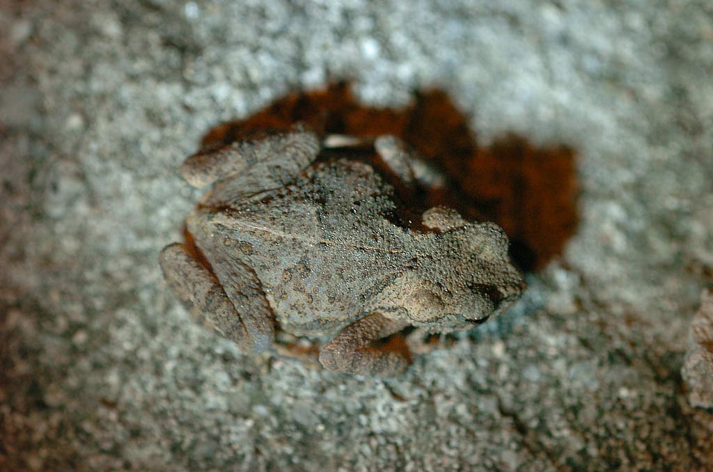 옴개구리(일명:주름돌기개구리)