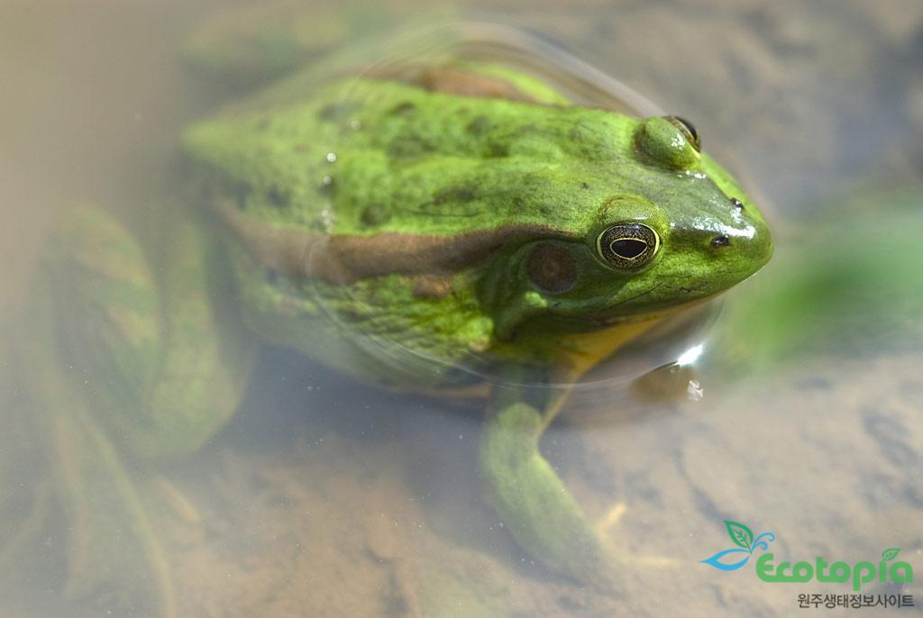 금개구리