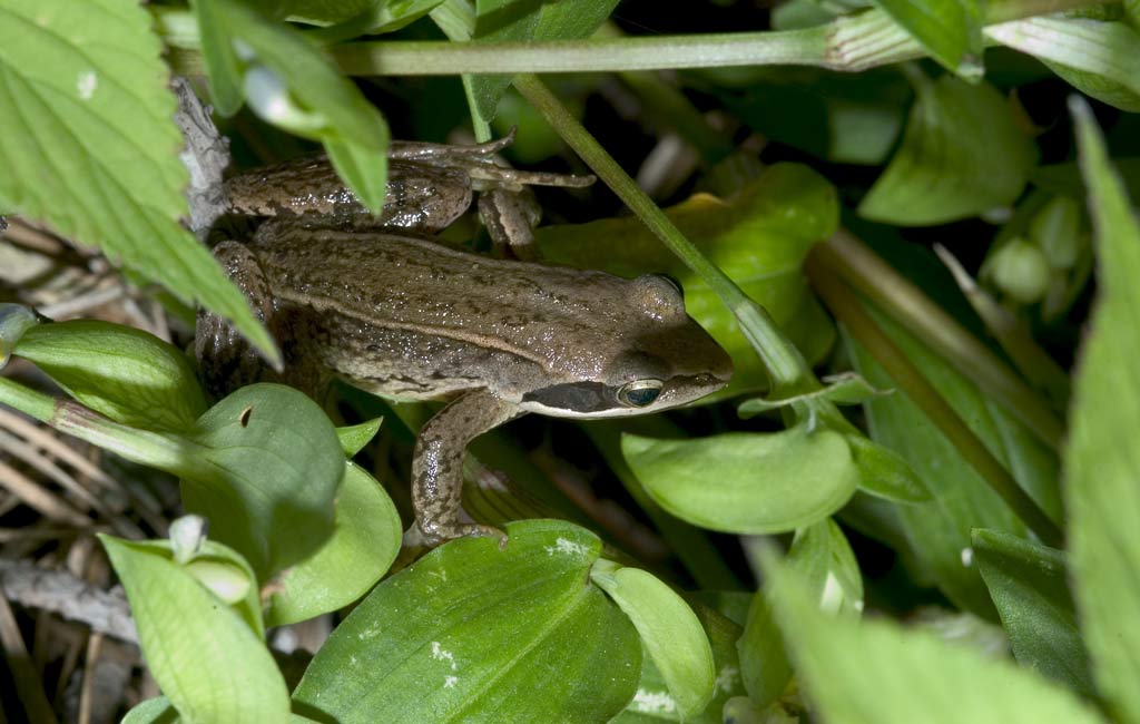 아무르산개구리