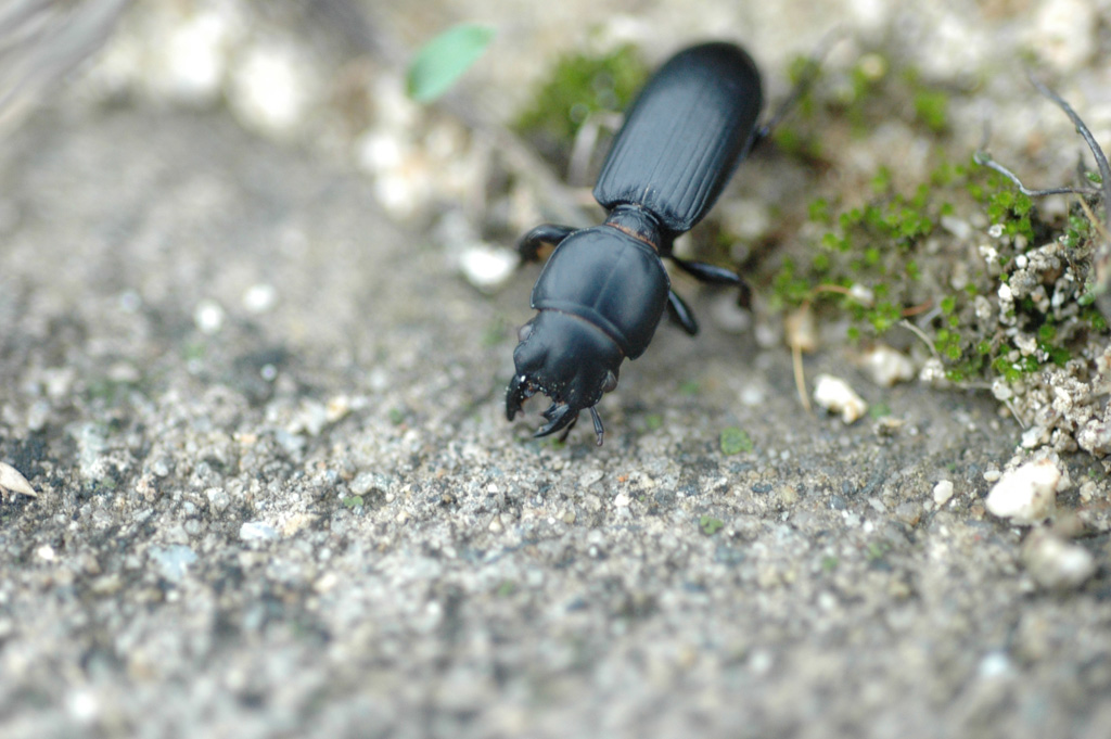 가는조롱박먼지벌레
