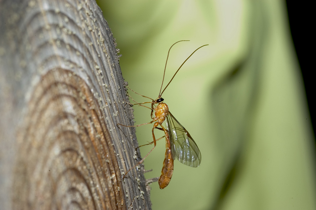 가슴검은자루맵시벌