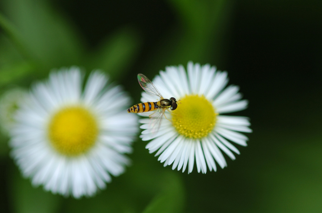 가로무늬꽃등에
