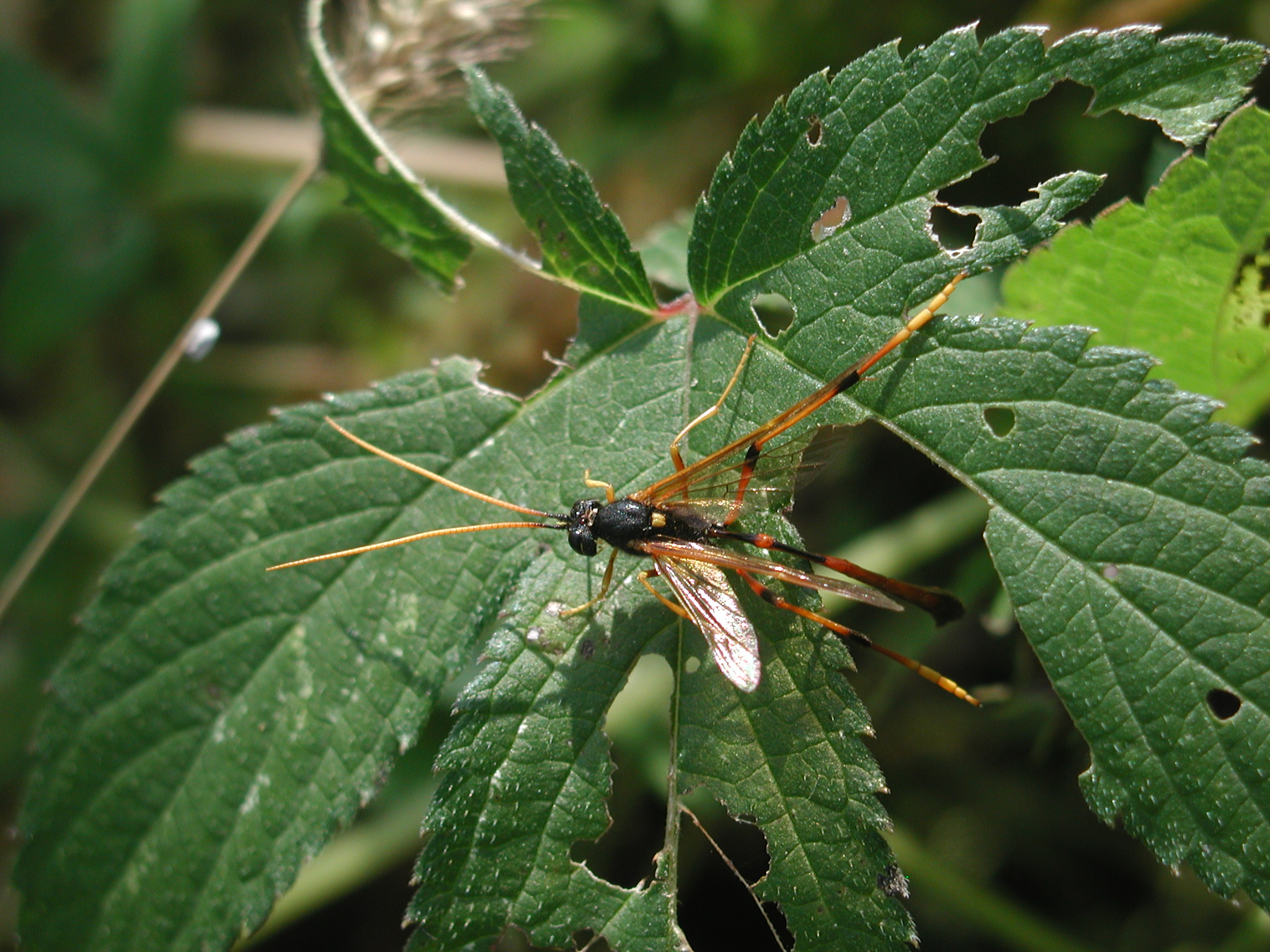 가락지자루맵시벌