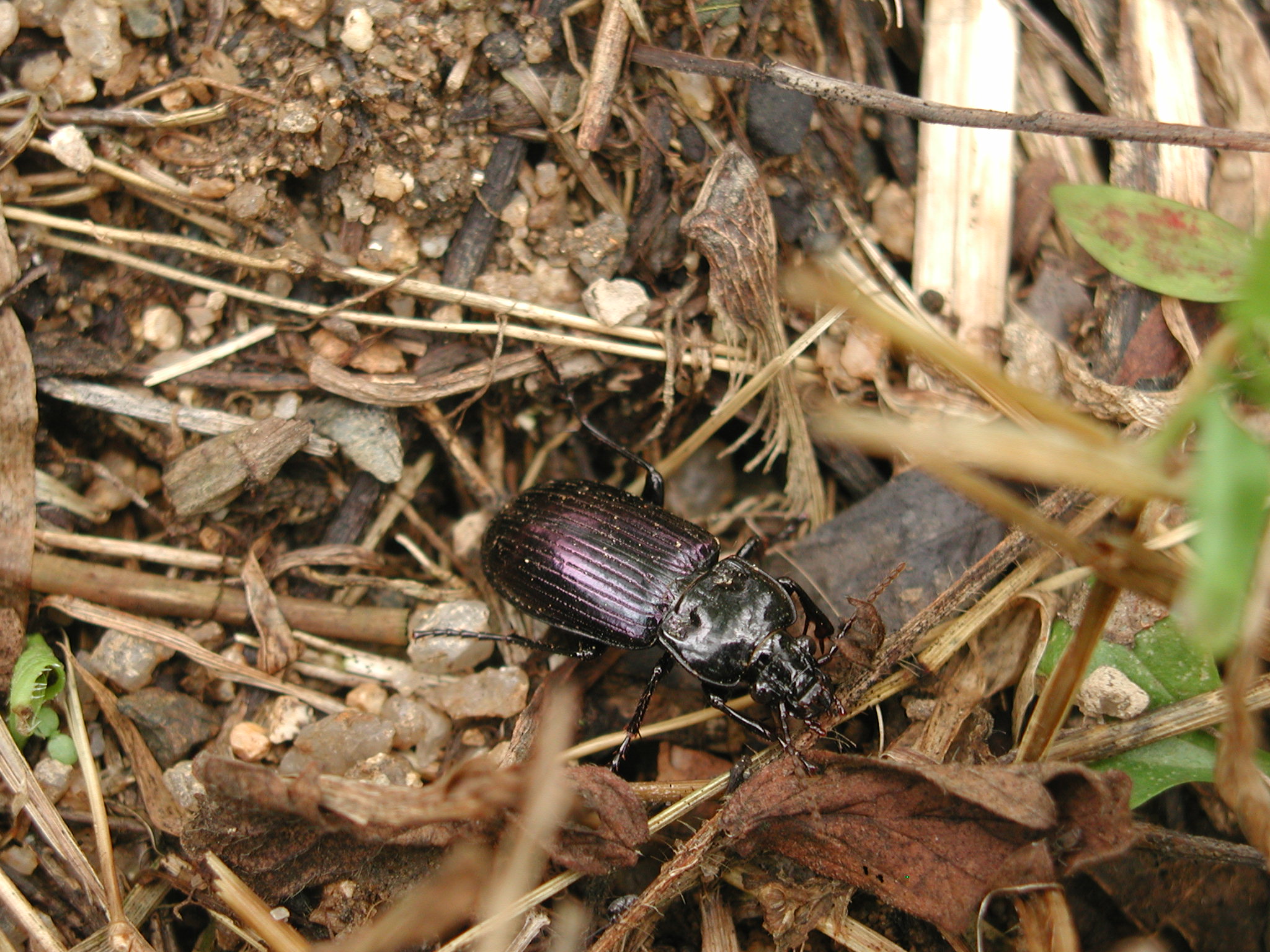 한국길쭉먼지벌레