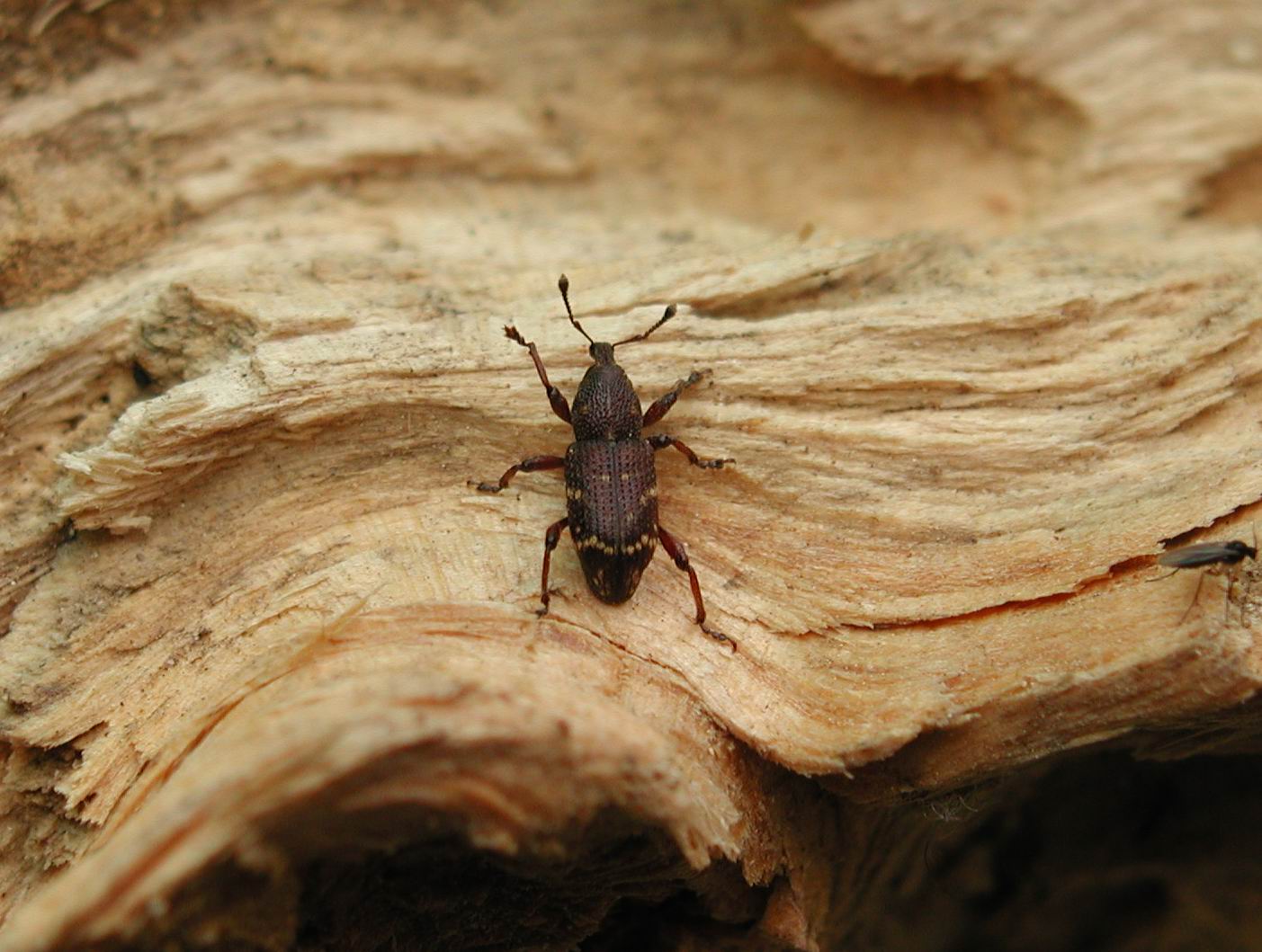 가문비곰보바구미