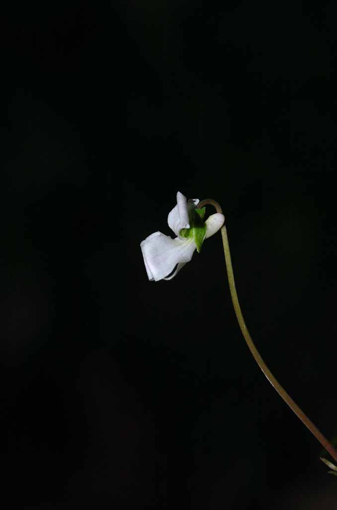 흰젖제비꽃