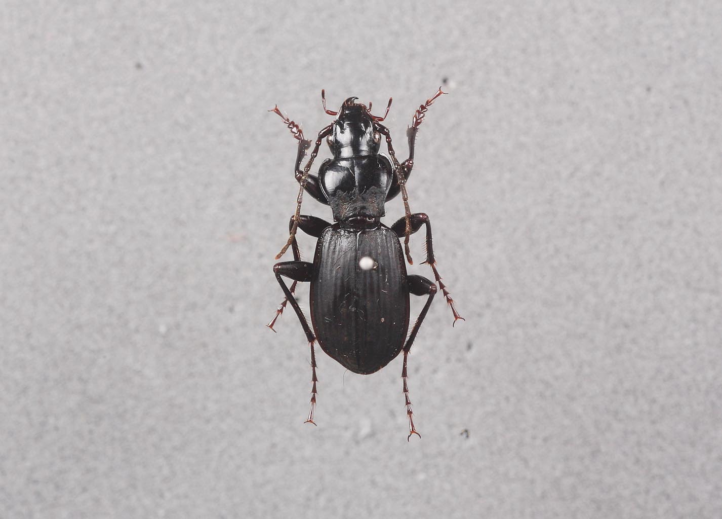 가슴길쭉먼지벌레