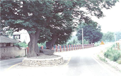 노림리 노림초등학교 앞 도로 1988년