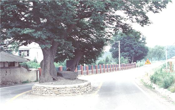 노림리 노림초등학교 앞 도로 1988년