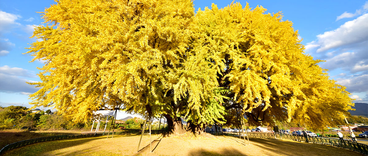 Wonju Bangye-ri Ginkgo tree