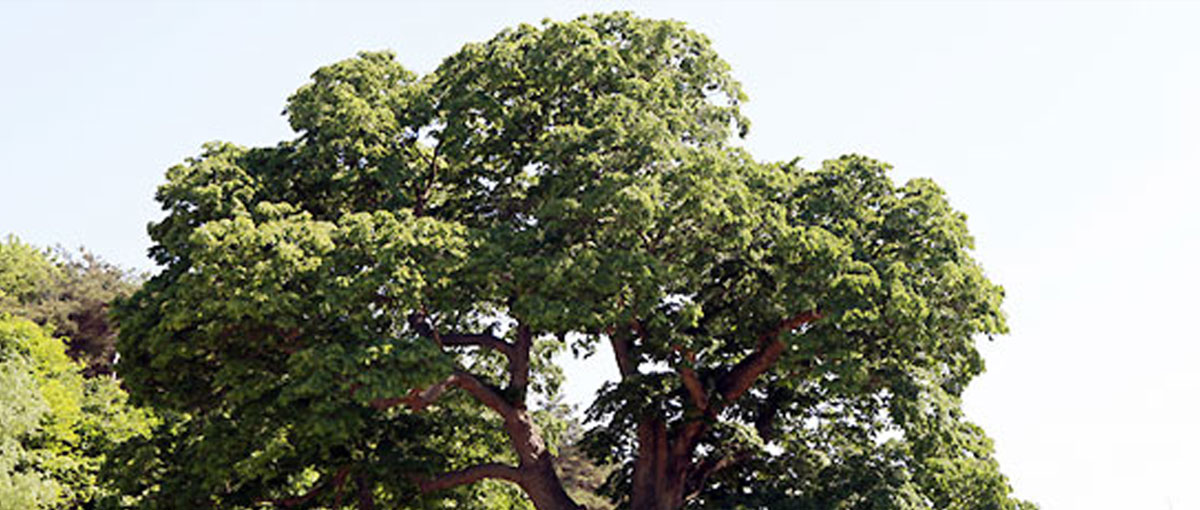 Wonsong Daean-ri Zelkova tree