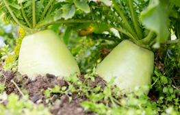 엽근채류 이미지