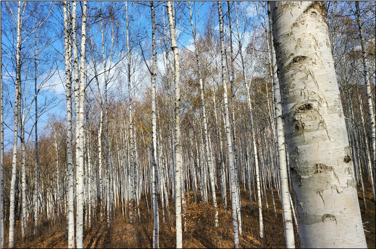 호저면 산현리 자작나무 숲 조성 사진 1